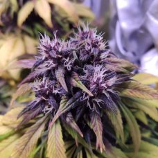Auto Blue Cheese