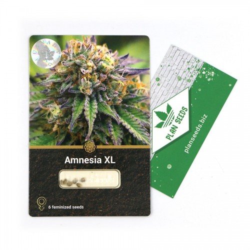 Купить стакан травы Amnesia XL 