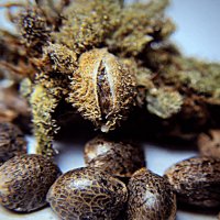 Запрещены ли семена конопли законом сколько стоит марихуана в калифорнии