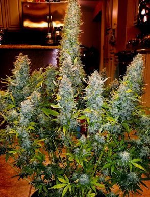 Auto Gorilla #5