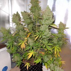 Auto Blueberry 4:20