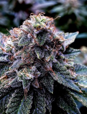 Auto Purple Opium