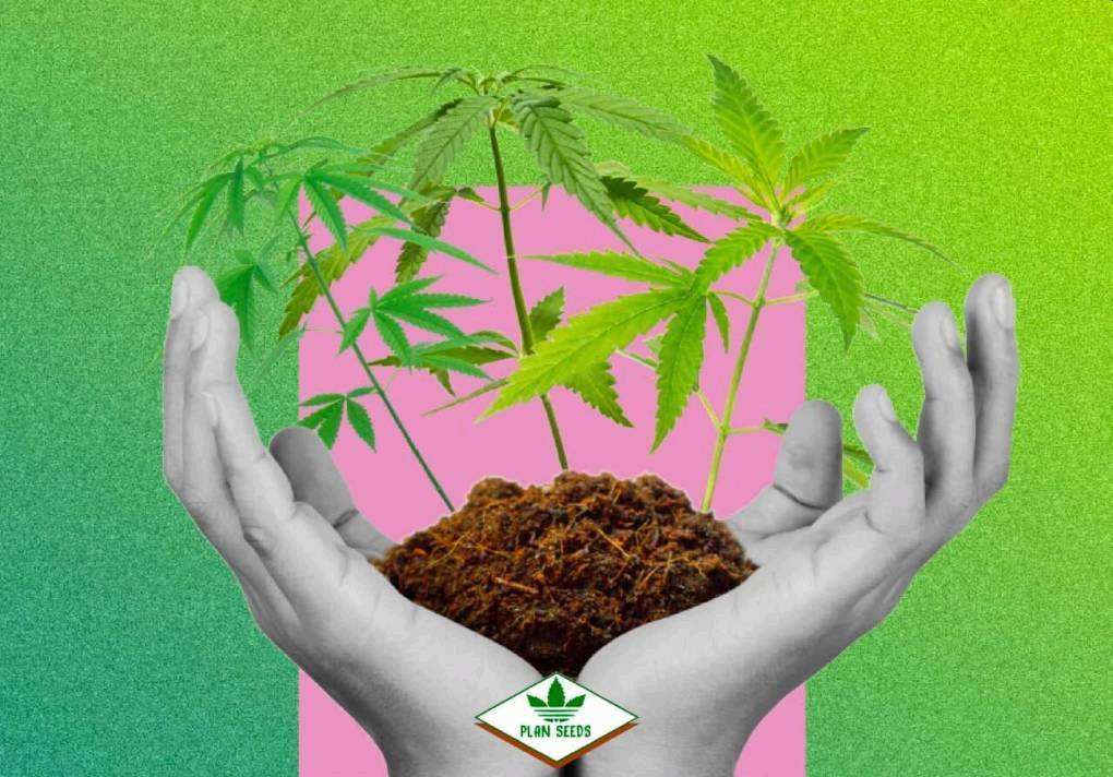 Как высаживают семена конопли тесты на марихуану